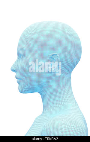 Woman's head. 3D Rendering image of female human body. Wireframe model isolated on white background. Stock Photo