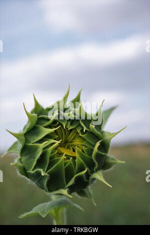 Close-up view of sunflower bud with blurred background. Stock Photo