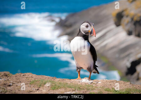 Atlantic Puffin, Fratercula arctica, on Skomer Island, Pembrokeshire, Wales Stock Photo