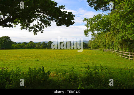 Fields for grazing sheep, cattle and cows just south of Hever, Kent, England in June. Beautiful quiet countryside all around, near site of Neverland Stock Photo