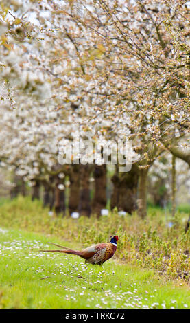 Pheasant in Pear Trees, Spring Blossom in South East England Stock Photo