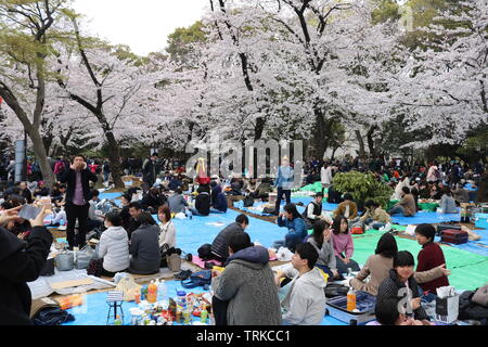 Japanese families and friends picnicking in Ueno park under the cherry blossom Stock Photo