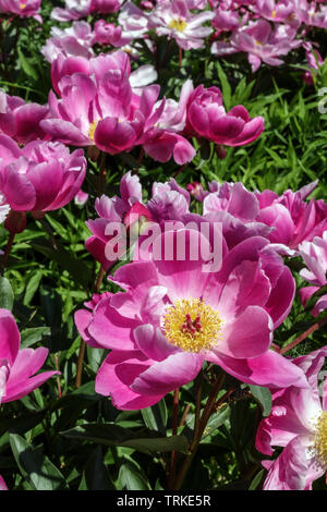 Pink Peony flowers 'Thoma' Peonies Herbaceous peonies garden flowers Stock Photo