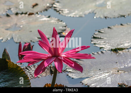 red lotus blossoms with green and brown leaves on the water Stock Photo