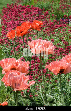 Pink Poppies, Oriental poppy flowers, Red valerian field Stock Photo