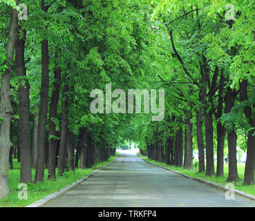 Park road with green trees summer nature landscape Stock Photo