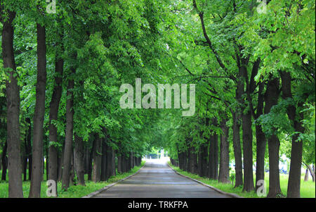 Tunnel through green park trees with empty pathway Stock Photo