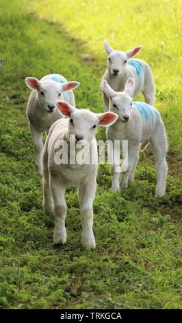 Four curious lambs Stock Photo