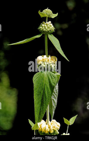Phlomis Fruticosa Jerusalem Sage Stock Photo