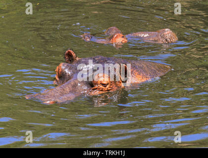 Hippopotamus Hippopotamus amphibius hippo heads above water hairy ears submerged Mara river Masai Mara Reserve Kenya East Africa dangerous to humans