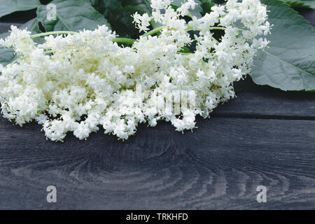 White elderberry flowers and leaves from the garden on a rustic wooden background. There is a place for your text. Copy space Stock Photo
