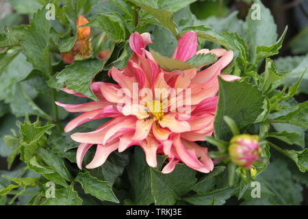 June 2019. Pink Dahlia 'Gallery Art Deco' ( herbaceous perennial, member of Asteraceae family) Stock Photo