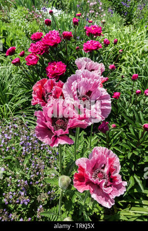 Mixed colorful flowers garden, Papaver 'Patty's Plum', oriental group poppy and peonies Stock Photo