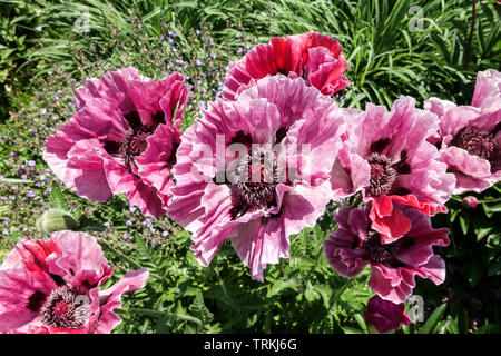 Beautiful garden flowers, Poppy 'Patty's Plum' Purple flowers in garden Stock Photo