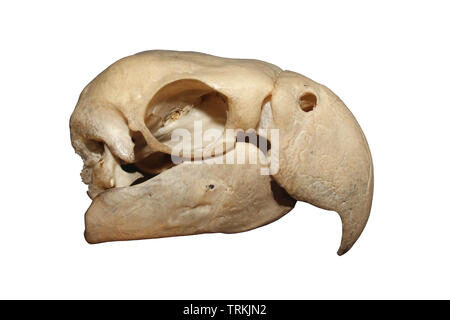 Macaw Skull Isolated On White Stock Photo