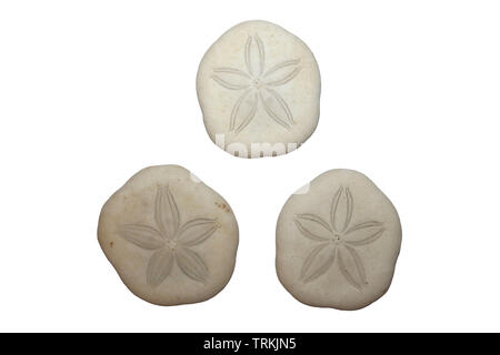 Sea Cookie Sand Dollars Isolated On White Stock Photo