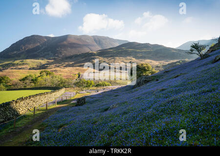 First light on a field of bluebells at Rannerdale Knotts with Grasmoor in the background, Lake District National Park, Cumbria, England, UK Stock Photo