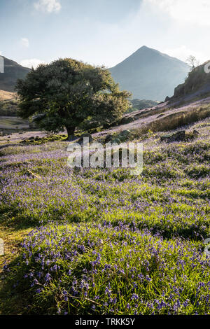 First light on a field of bluebells at Rannerdale Knotts with Whiteless Pike in the background, Lake District National Park, Cumbria, England, UK Stock Photo