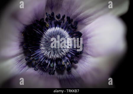 Close up or macro into the centre point of a light purple, lilac or mauve Anemone spring flower Stock Photo