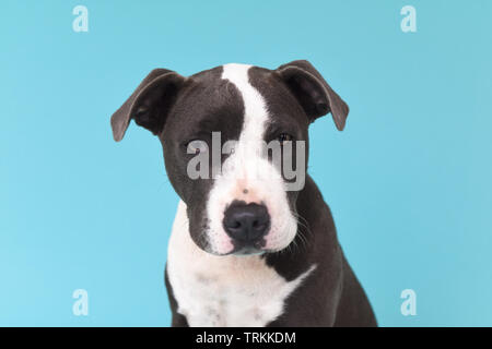 Grey blue hot sale eyed staffy