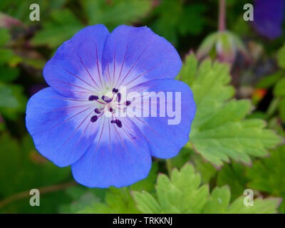 A closeup of a blue geranium wallichianum flower Stock Photo - Alamy