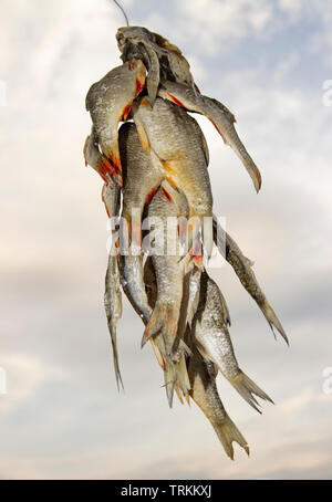 The photo of dry fish bunch on the sky with clouds backdrop Stock Photo