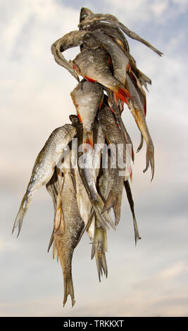 The photo of dry fish bunch on the sky with clouds backdrop Stock Photo