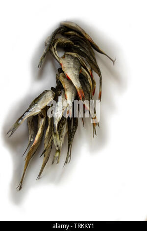 The photo of dry fish bunch isolated Stock Photo