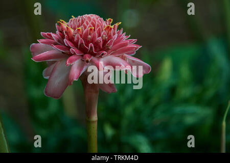 Fackel-Ingwer, Etlingera elatior, Blume,Flower,Red ginger lily, torch lily, torch ginger, wild ginger, Zingerberaceae , Ginger family, Stock Photo