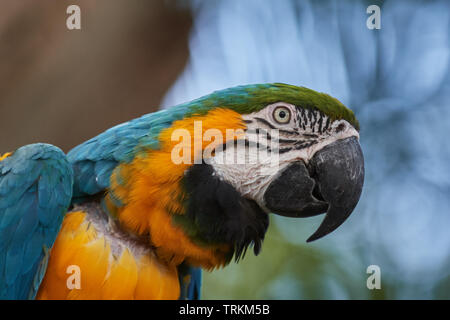 Gelbbrustara, Ara ararauna, Papagei, Vogel, Bird, gelb, blau, blue-and-yellow macaw , parrot, are, Stock Photo