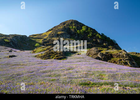 First light on a field of bluebells at Rannerdale Knotts with Rannerdale Knotts fell, Lake District National Park, Cumbria, England, UK Stock Photo