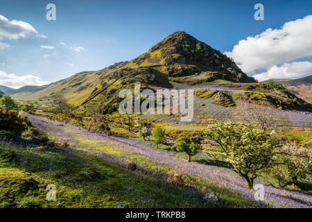 First light on a field of bluebells at Rannerdale Knotts with Whiteless Pike in the background, Lake District National Park, Cumbria, England, UK Stock Photo