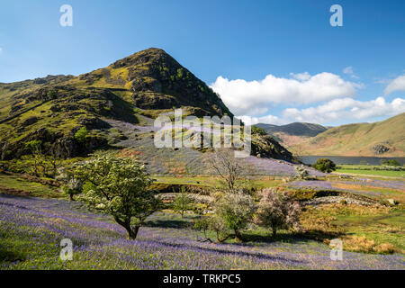 First light on a field of bluebells at Rannerdale Knotts with Whiteless Pike in the background, Lake District National Park, Cumbria, England, UK Stock Photo