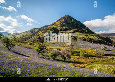 First light on a field of bluebells at Rannerdale Knotts with Whiteless Pike in the background, Lake District National Park, Cumbria, England, UK Stock Photo