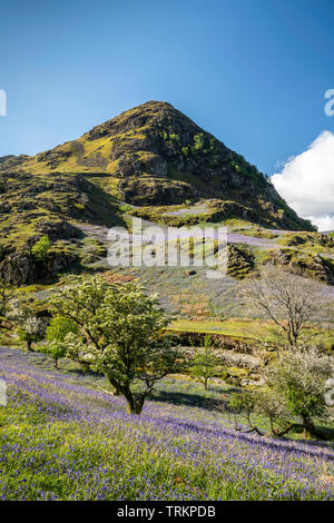 First light on a field of bluebells at Rannerdale Knotts with Whiteless Pike in the background, Lake District National Park, Cumbria, England, UK Stock Photo