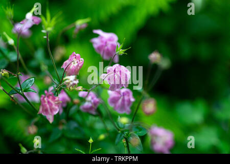 Aquilegia vulgaris aka Common columbine of different colors in garden during summer bloom Stock Photo