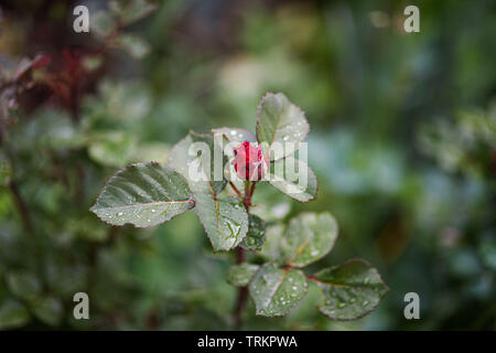 Close-up of unopened red rose bud and green petals with water drops on leaves Stock Photo