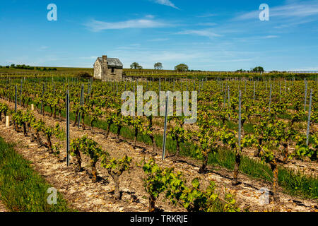 Maine-et-Loire (49)  Le vignoble du Saumurois // France.  Maine et Loire (49)  The vineyard of Saumurois Stock Photo