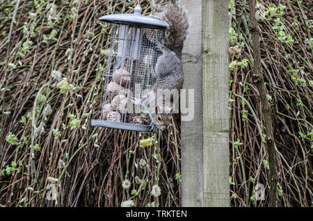Squirrel on Hanging Bird Feeder. Stock Photo
