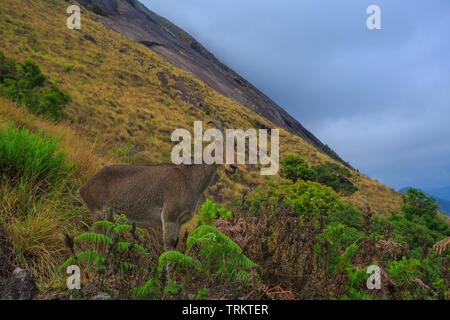 Nilgiri Tahr - Photographed in Eravikulam National Park (Kerala) Stock Photo