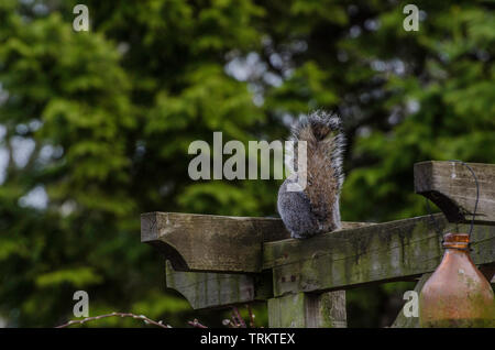 Squirrel on Hanging Bird Feeder. Stock Photo