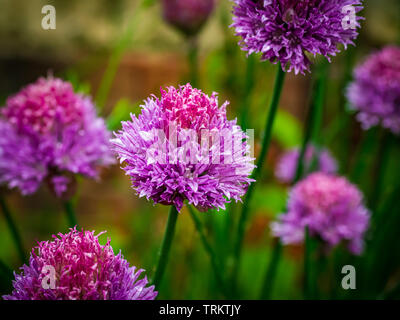 Purple Chive flowers Allium schoenoprasum a popular herb that produces decorative flower heads Stock Photo