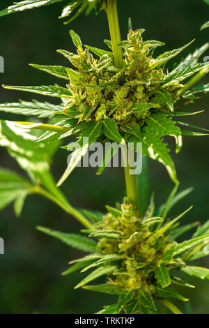 Flowering cannabis indica Marijuana plant flowering Stock Photo - Alamy