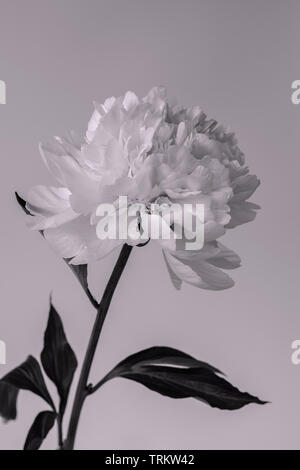 A single double Peony flower with leaves showing its fine details against a white background Stock Photo