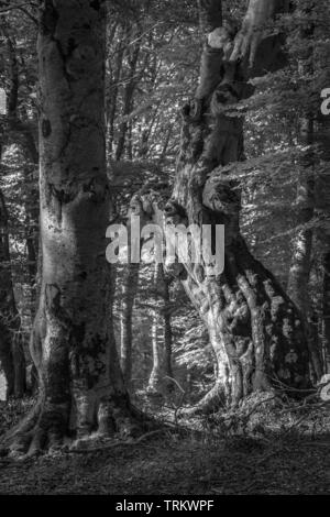 saint Antonio wood, beech trees in black and white. Abruzzo Stock Photo
