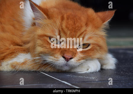 Close up front portrait of one red ginger and white colored domestic cat laying relaxed on the floor and looking at camera, low angle view Stock Photo