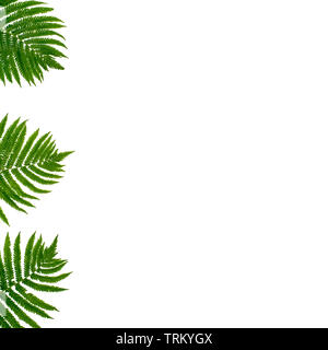 green palm leaf branches on white background. flat lay, top view Stock ...