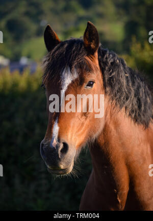 Headshot of a bay (brown and black) Welsh Cob mare pony in the field in North Wales Stock Photo