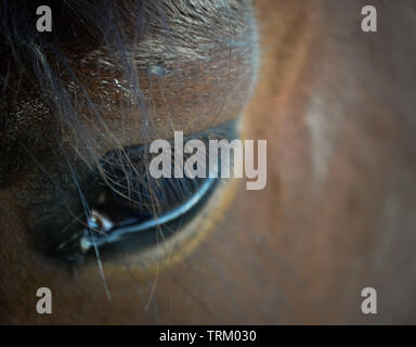 Headshot of a bay (brown and black) Welsh Cob mare pony in the field in North Wales Stock Photo