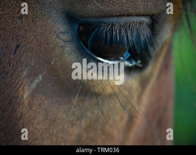 Headshot of a bay (brown and black) Welsh Cob mare pony in the field in North Wales Stock Photo